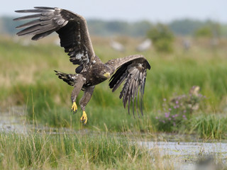 White-tailed sea-eagle, Haliaeetus albicilla
