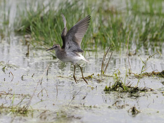 Wood sandpiper, Tringa glareola