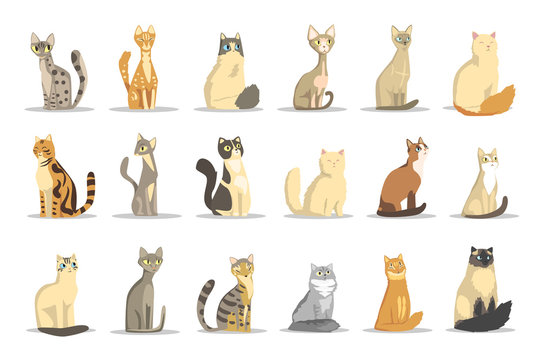 Cat different breeds set, cute pet animal vector Illustrations
