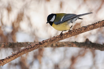 Obraz premium Great tit sits on a branch of larch before flying to a bird feeder.