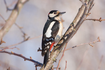 Great spotted woodpecker sits, resting its tail on a branch, looking into the camera lens.