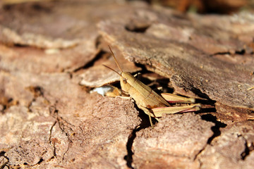 Grasshopper on tree bark