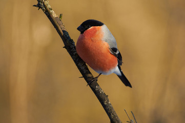 Eurasian bullfinch posing sitting on the branch with lichen near to bird feeder.