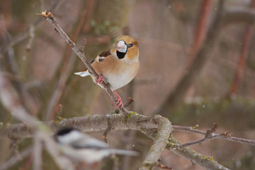 Hawfinch sits on a branch under the falling snow of a beginning blizzard.