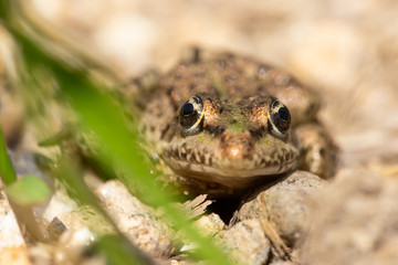 Froschleben