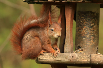 Am Vogelhaus sitzendes Eichh&ouml;rnchen