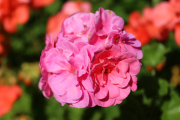Pink pelargonium flower