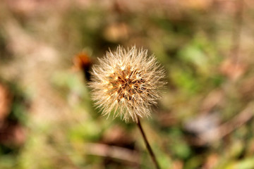 Solo dandelion flower