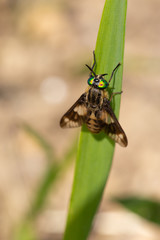 Goldäuglein