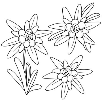 Edelweiss flowers. Vector black and white coloring page	