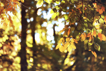 autumn leaves background / yellow leaves in autumn park tree branches with falling leaves. Blurred background concept autumn. Indian summer. Branches of a tree covered with orange foliage.