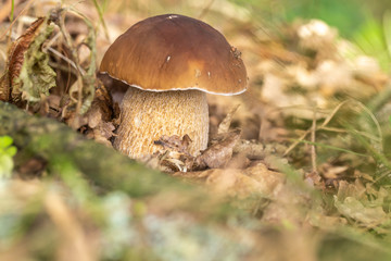 Waldbewohner
