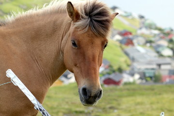Faroense horse portrait
