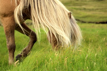 Naklejka na ściany i meble Icelandic or faroense ponies or horses in the Faroe Islands