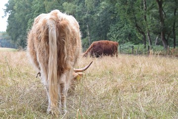 Schottische Hochlandrinder auf einer Weide im Hochsommer