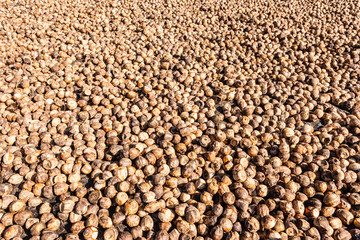 Betel nuts in the sun
