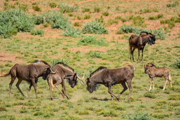 Black Wildebeest Fighting