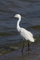 Little Egret - Egretta garzetta, beautiful white little egret from Euroasian fresh waters, Sri Lanka.