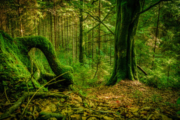 Urwaldstimmung im Ammertal