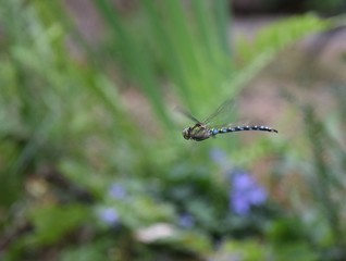Blau-grüne Riesenlibelle im Flug vor einem Gartenteich