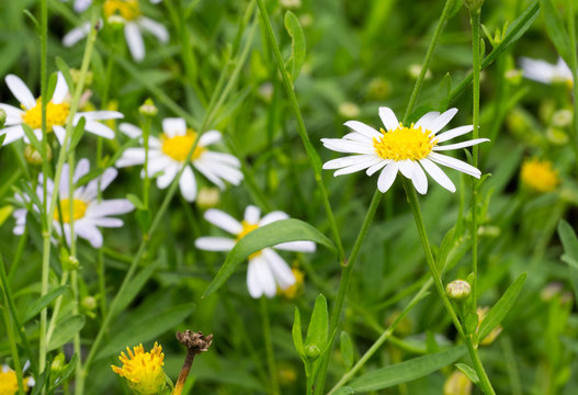 Close up of white daisy flower in thr garden