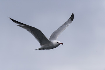 sea gulls flying, cloudy, sea shore