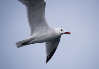 sea gulls flying, cloudy, sea shore