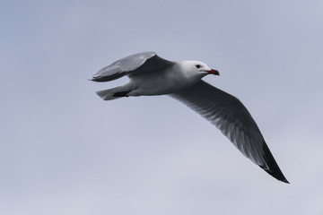 sea gulls flying, cloudy, sea shore
