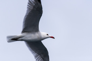 sea gulls flying, cloudy, sea shore