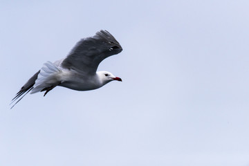 sea gulls flying, cloudy, sea shore