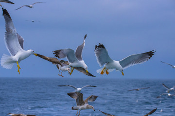 sea gulls flying, cloudy, sea shore