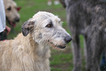 Fototapeta premium Wolfhounds shaggy head Big dog close-up
