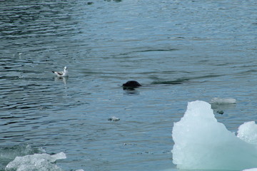 Seals and seagulls in ice lagoon in Iceland