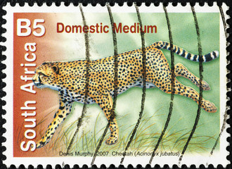 Running cheetah on South African postage stamp