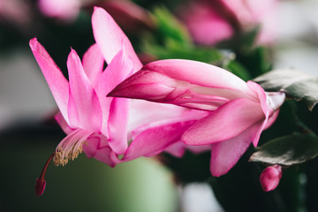 Fototapeta premium Christmas Cactus 
