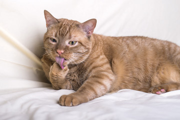 Red cat, licks its paw, lying on a light background