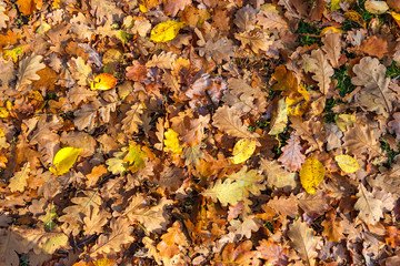 The ground surface with fallen autumn leaves in the oakery
