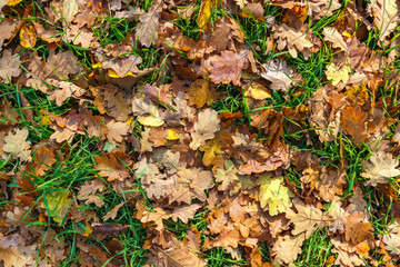 The autumn background with fallen oak leaves and green grass