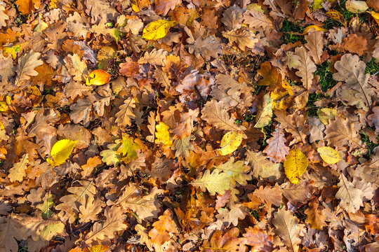 The ground surface with fallen autumn leaves in the oakery
