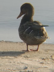 Duck