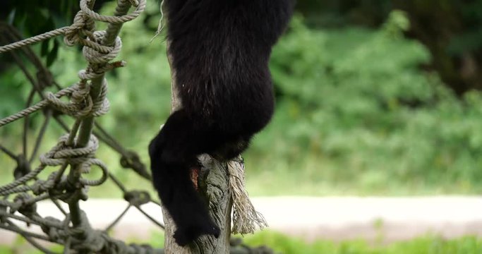 Gibbon