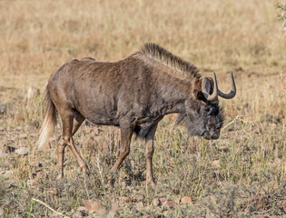 Black Wildebeest