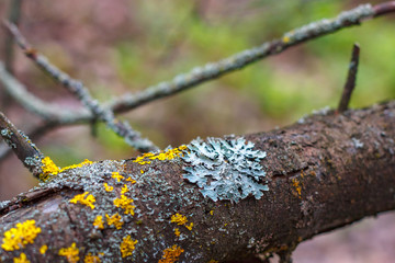 The foliose lichen of Parmeliaceae family growing on the tree branch in forest