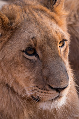 Lions in Zambezi National Park, Zimbabwe