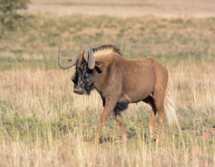 Black Wildebeest