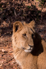 Lions in Zambezi National Park, Zimbabwe