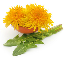 Medicinal dandelion