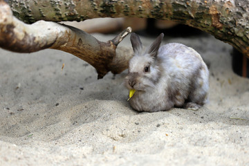 Full body of beige-grey domestic pygmy rabbit (bunny) eating a tree leaf