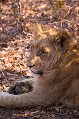 Obraz na płótnie Canvas Lions in Zambezi National Park, Zimbabwe