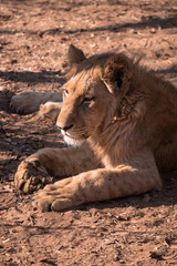 Naklejka na ściany i meble Lions in Zambezi National Park, Zimbabwe
